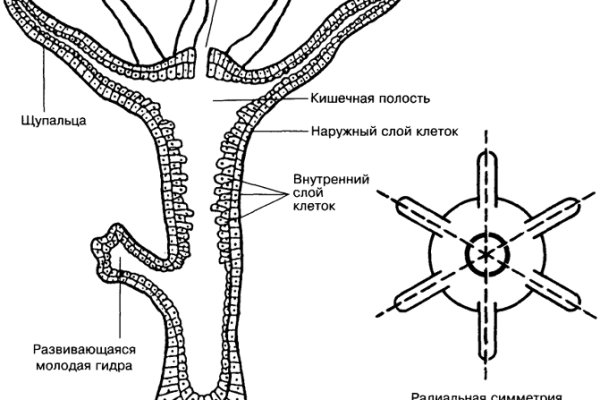 Кракен ссылка 2web krakendark link